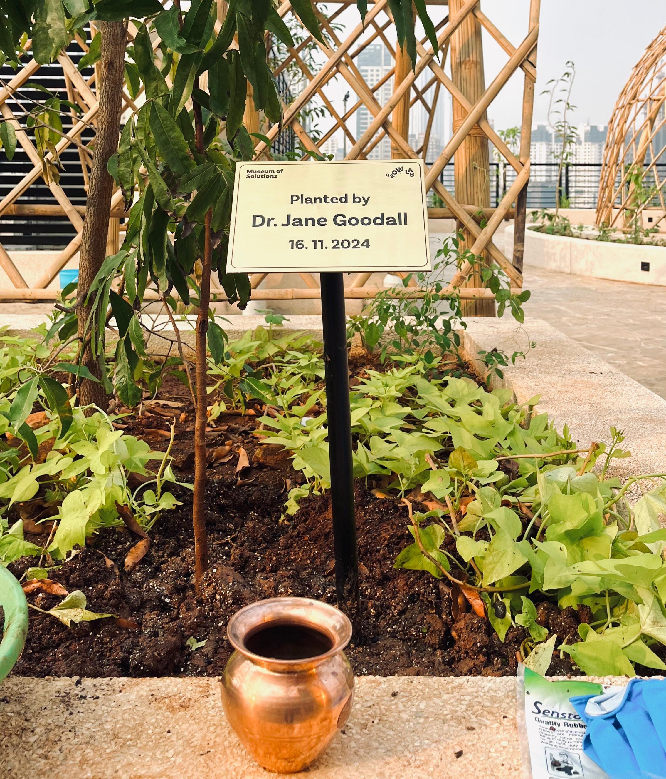 The sapling Dr. Jane Goodall planted at GROW LAB